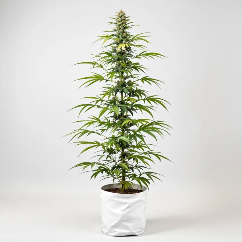 Turbo Mind Warp feminized cannabis plant