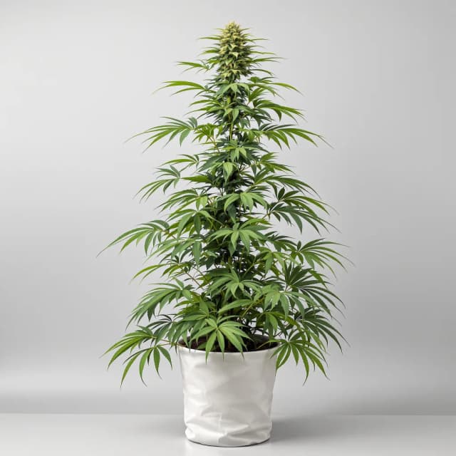 Tutankhamon feminized cannabis plant