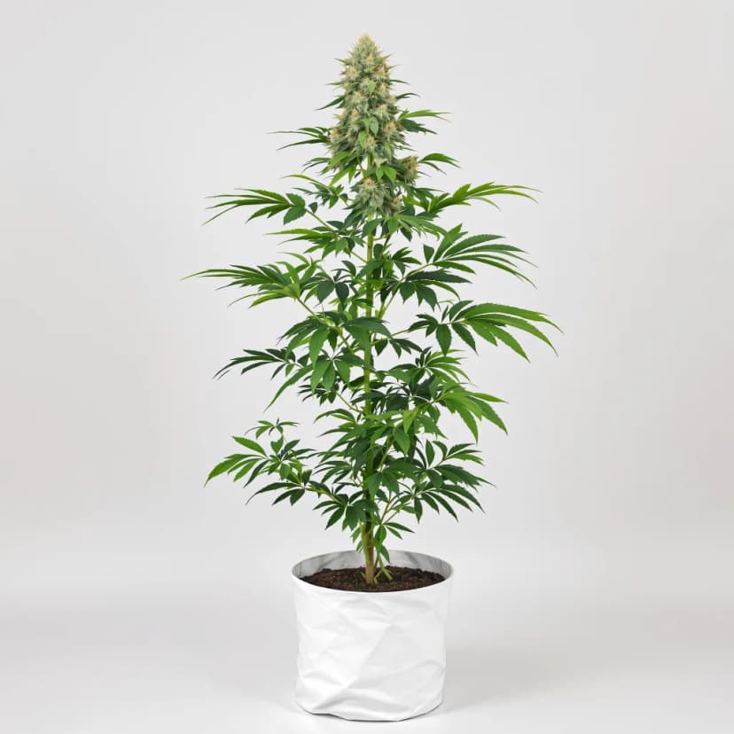 Tutti Frutti autoflower cannabis plant