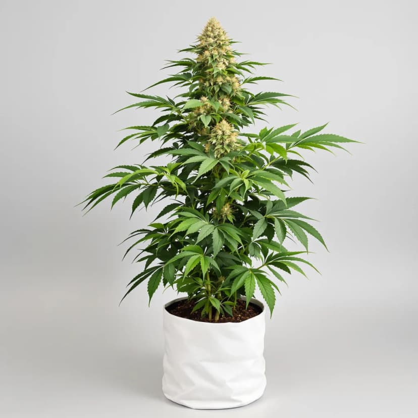 U2 Kush autoflower cannabis plant