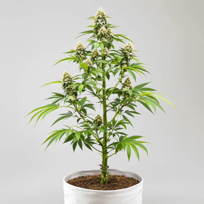 UK Cheese feminized cannabis plant