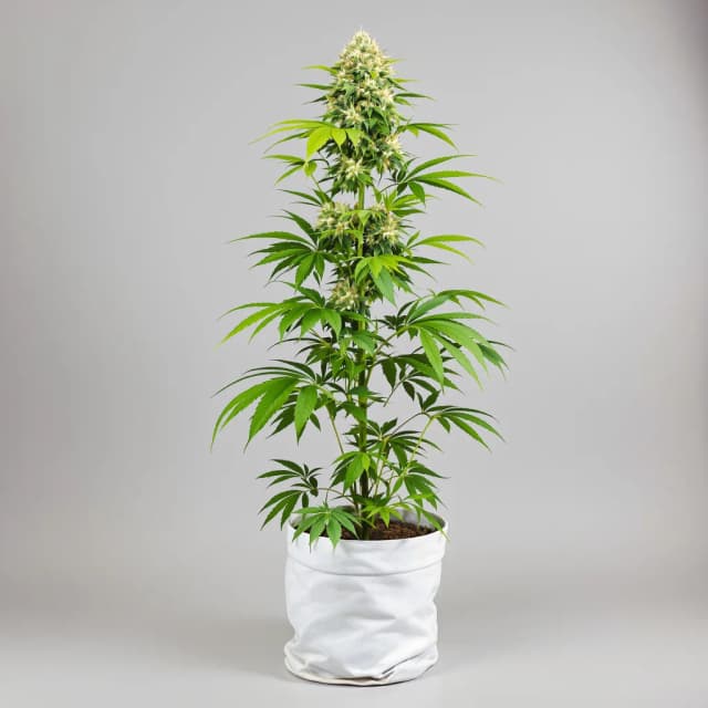 Valentine X CBD feminized cannabis plant