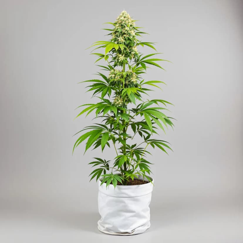 Valentine X CBD feminized cannabis plant