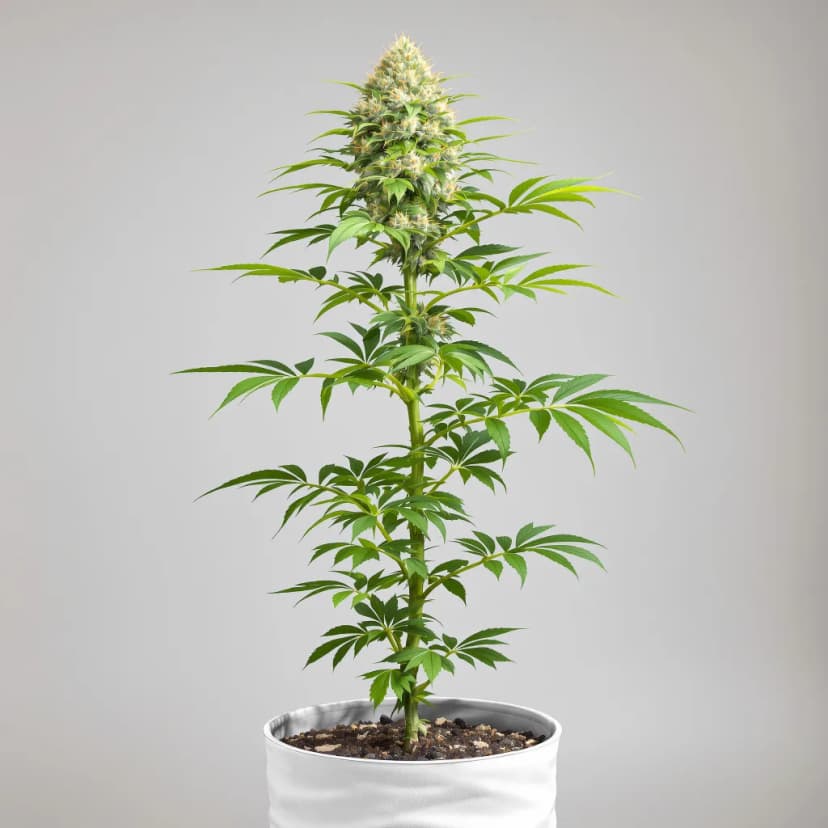 Valley Ghash feminized cannabis plant