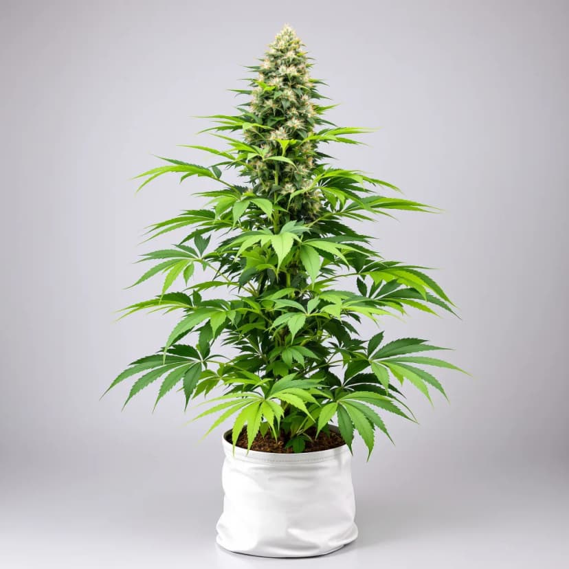 Vanilla Kush feminized cannabis plant