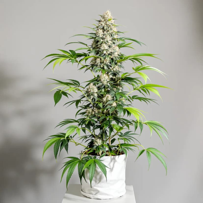 Venom OG feminized cannabis plant