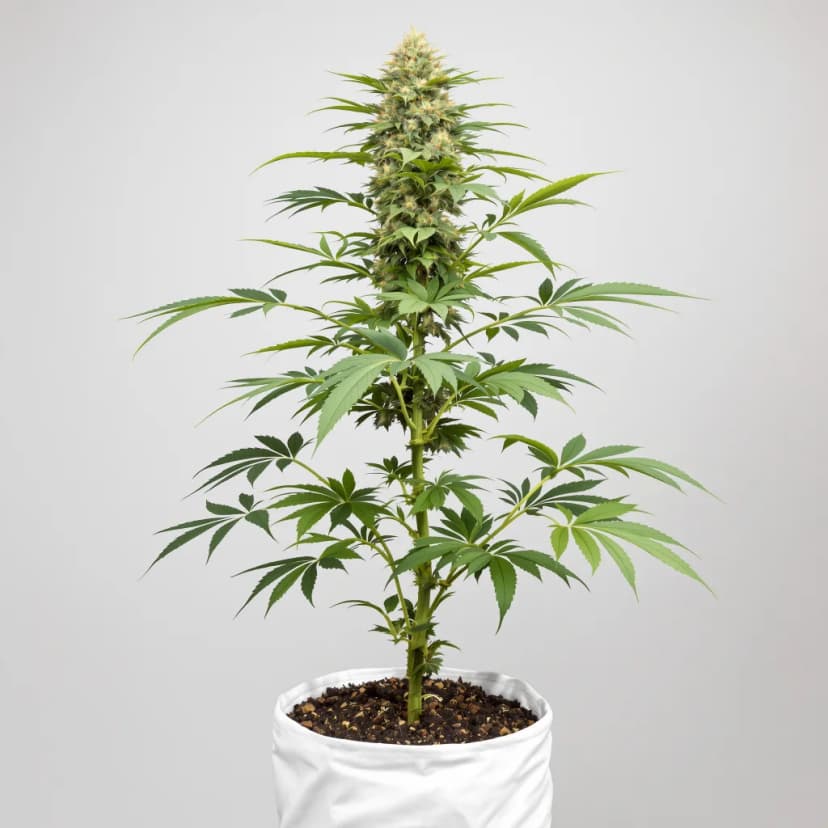 Venus OG autoflower cannabis plant