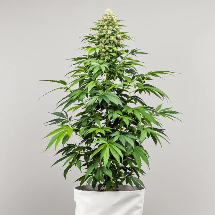 Venus OG feminized cannabis plant