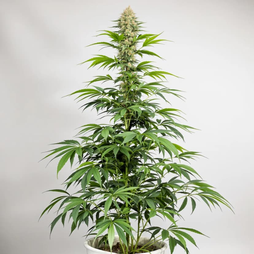 Vortex feminized cannabis plant
