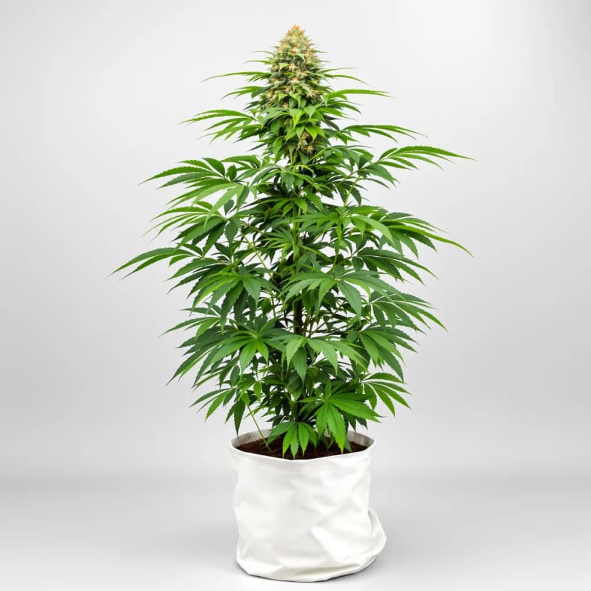 Watermelon Bubblegum feminized cannabis plant