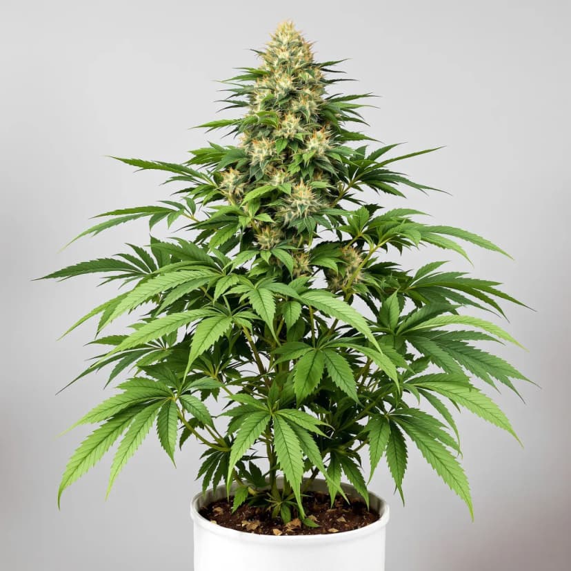Wedding Pie feminized cannabis plant