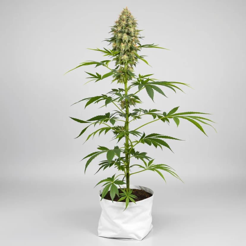 White Fire Alien OG autoflower cannabis plant
