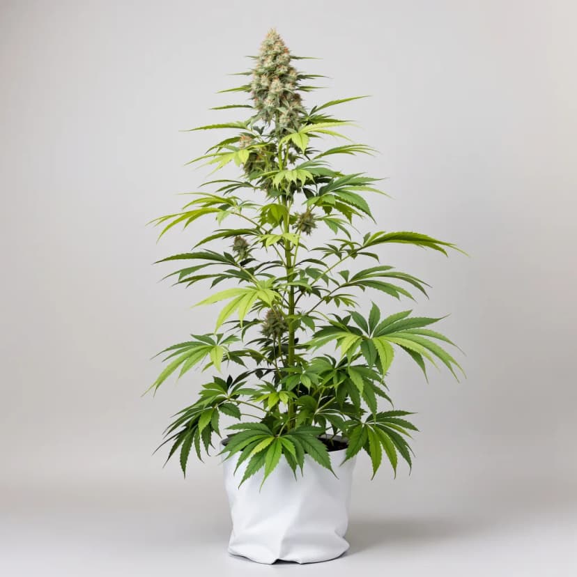 White Gold feminized cannabis plant