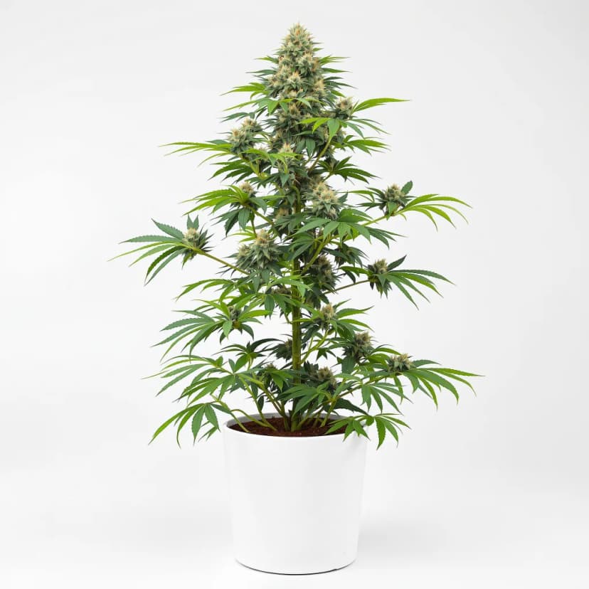 White Kryptonite feminized cannabis plant