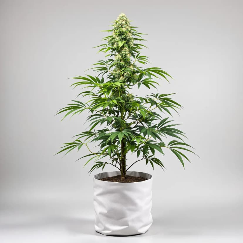 White Kush feminized cannabis plant