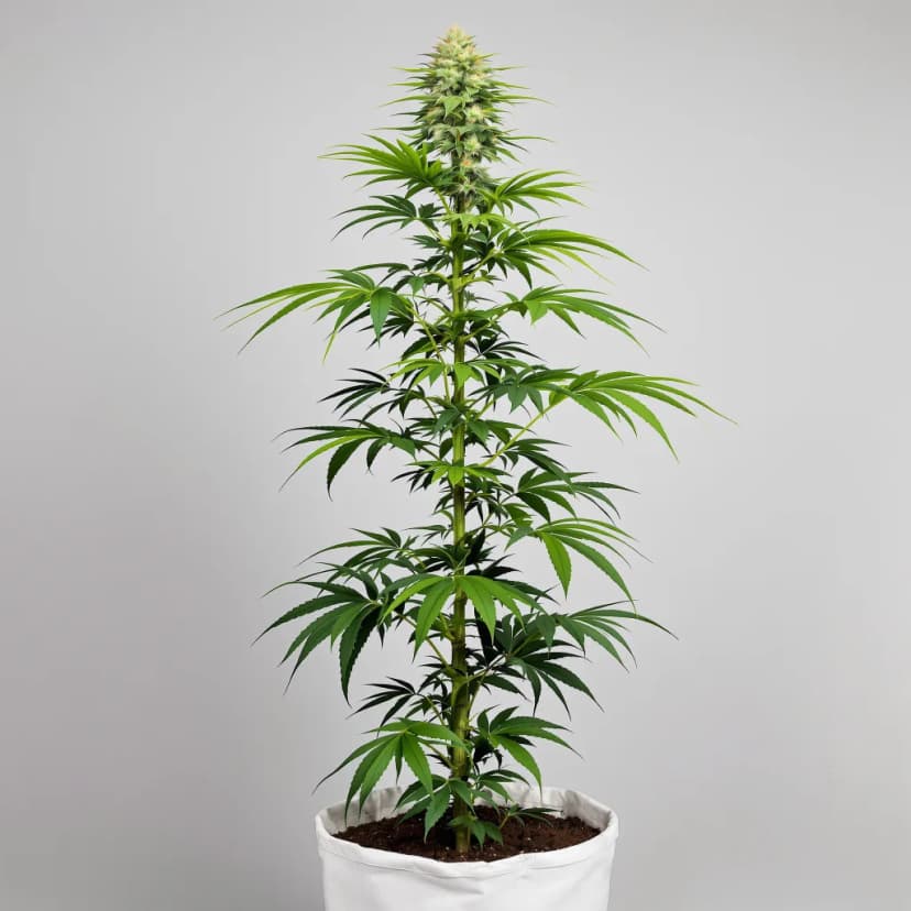 White Nightmare feminized cannabis plant