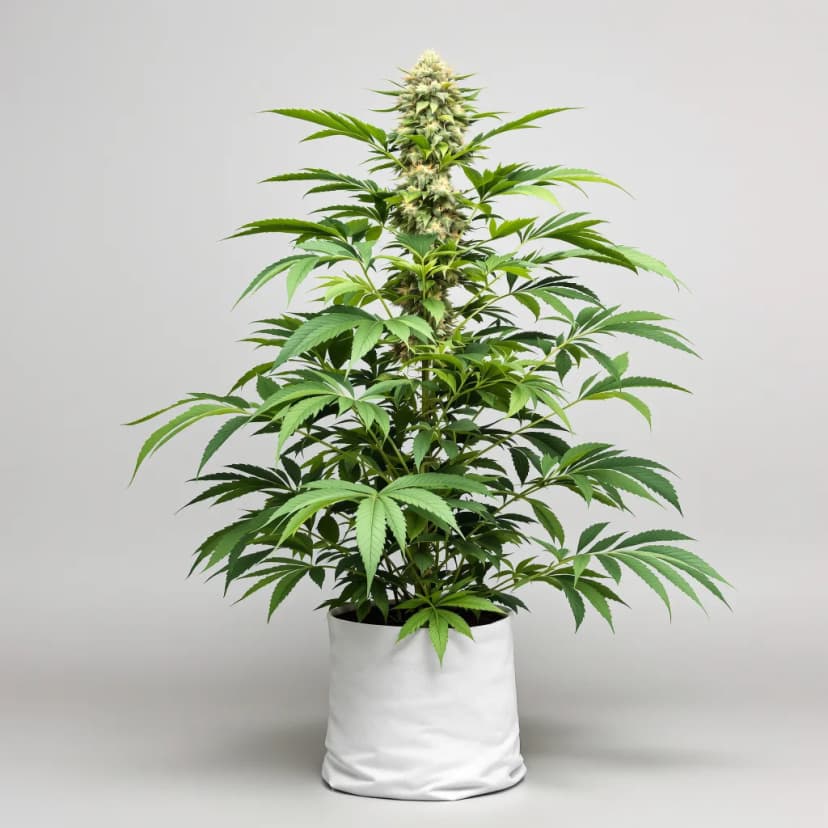 White Rhino autoflower cannabis plant