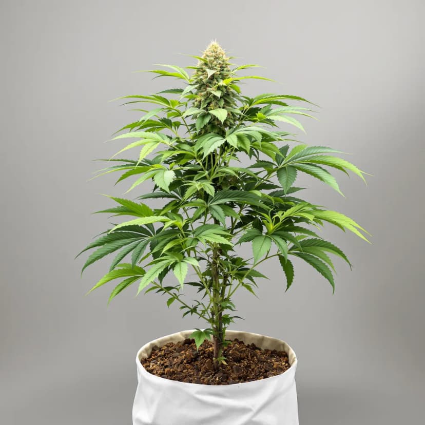 White Rhino feminized cannabis plant