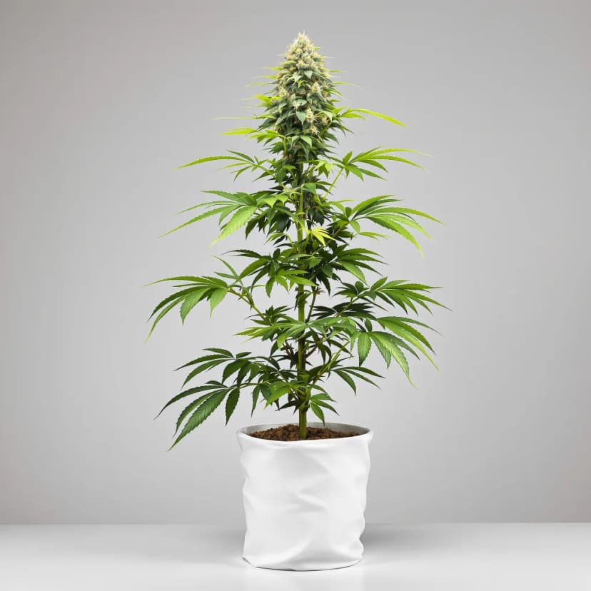 White Russian feminized cannabis plant