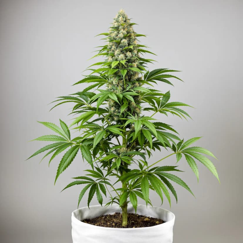 White Truffle feminized cannabis plant