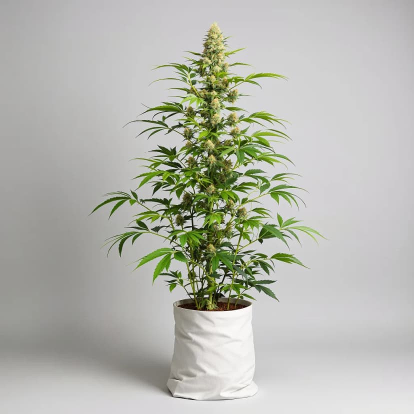 White Widow feminized cannabis plant