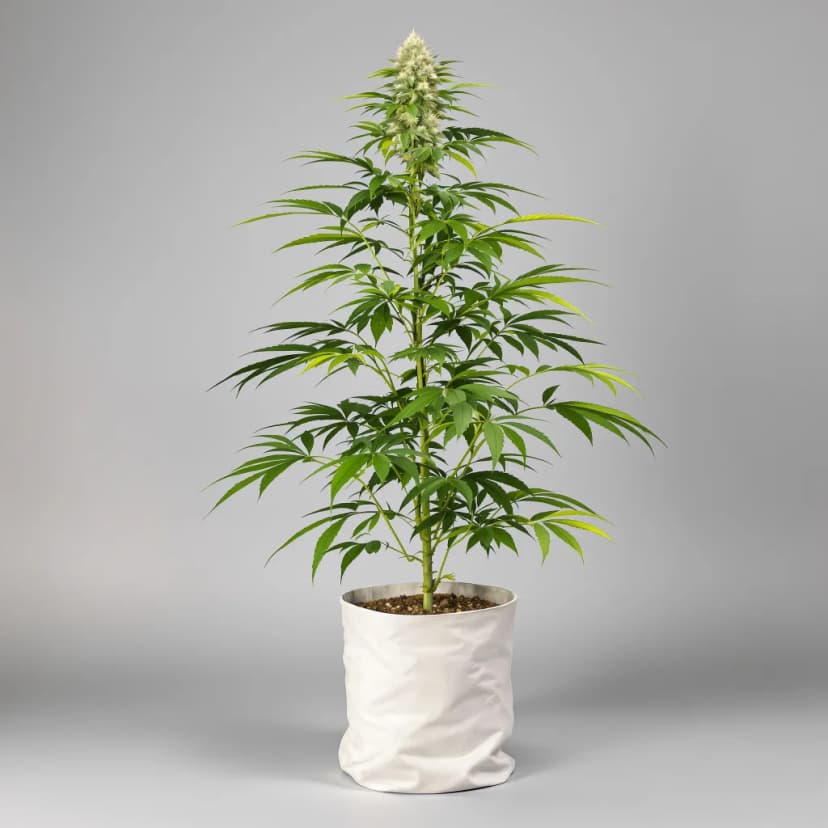 Whiteout feminized cannabis plant