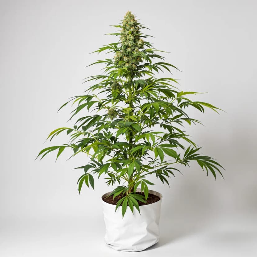 Willy's Wonder autoflower cannabis plant