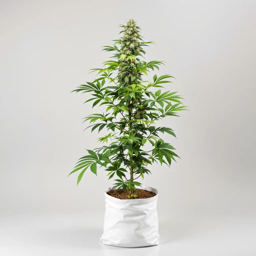 Willys Wonder feminized cannabis plant
