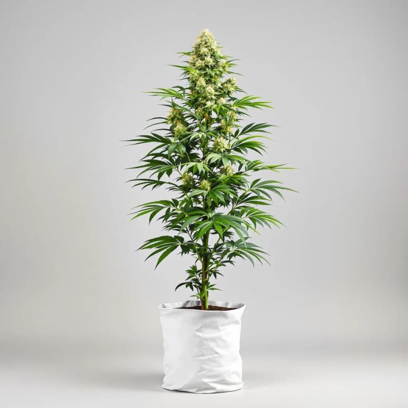 Wilson autoflower cannabis plant