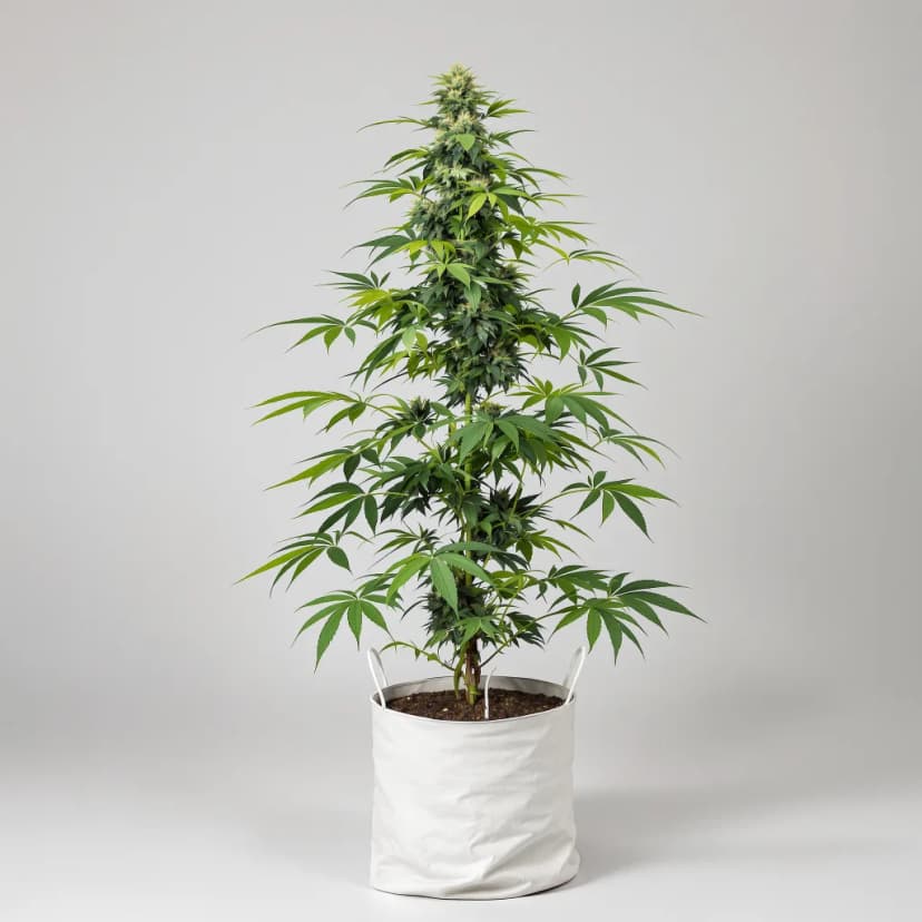 Wonder Woman autoflower cannabis plant