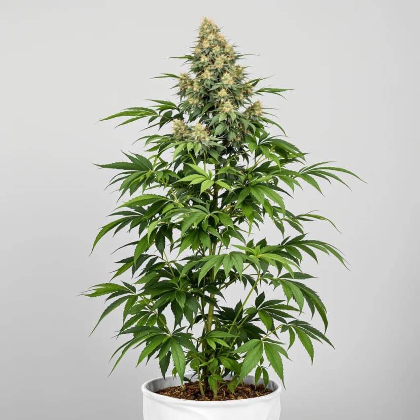 WTF feminized cannabis plant