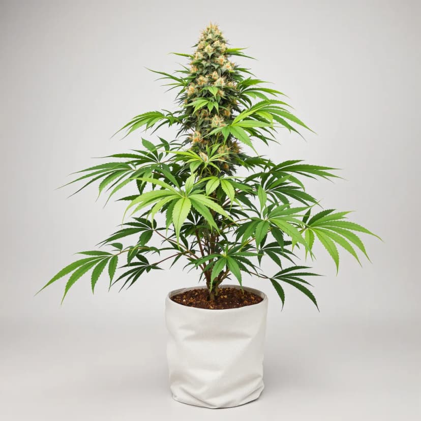 X-Wing feminized cannabis plant