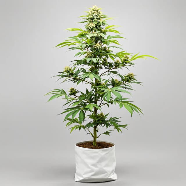 XJ-13 feminized cannabis plant