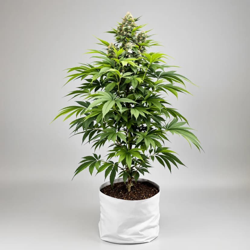 XXX 420 autoflower cannabis plant