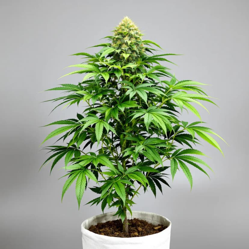XXX OG feminized cannabis plant