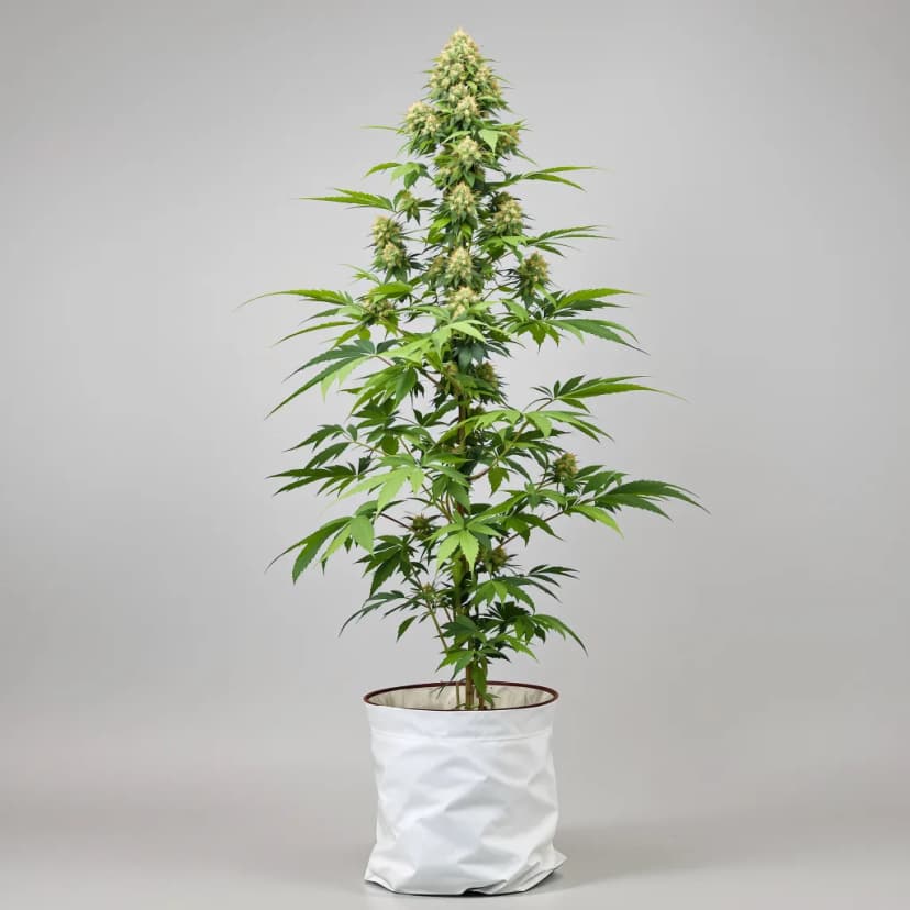 Yoda OG feminized cannabis plant