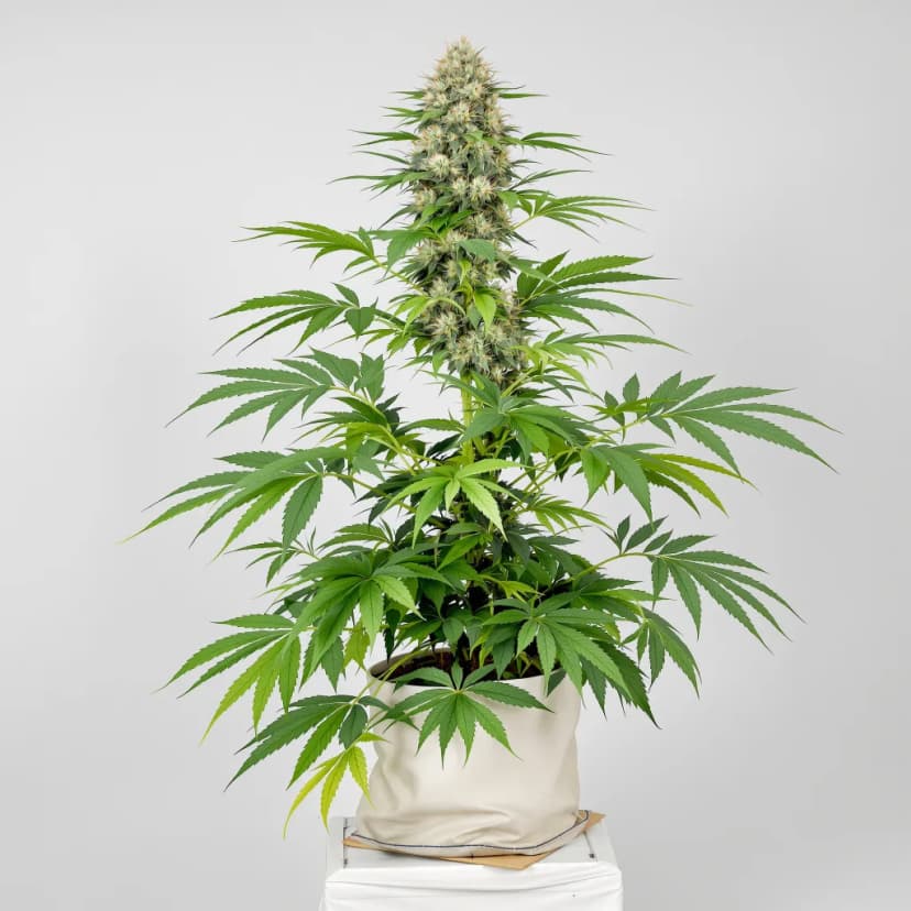 Yoda’s Brain feminized cannabis plant