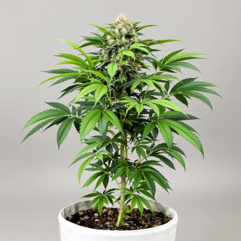 Yumboldt autoflower cannabis plant