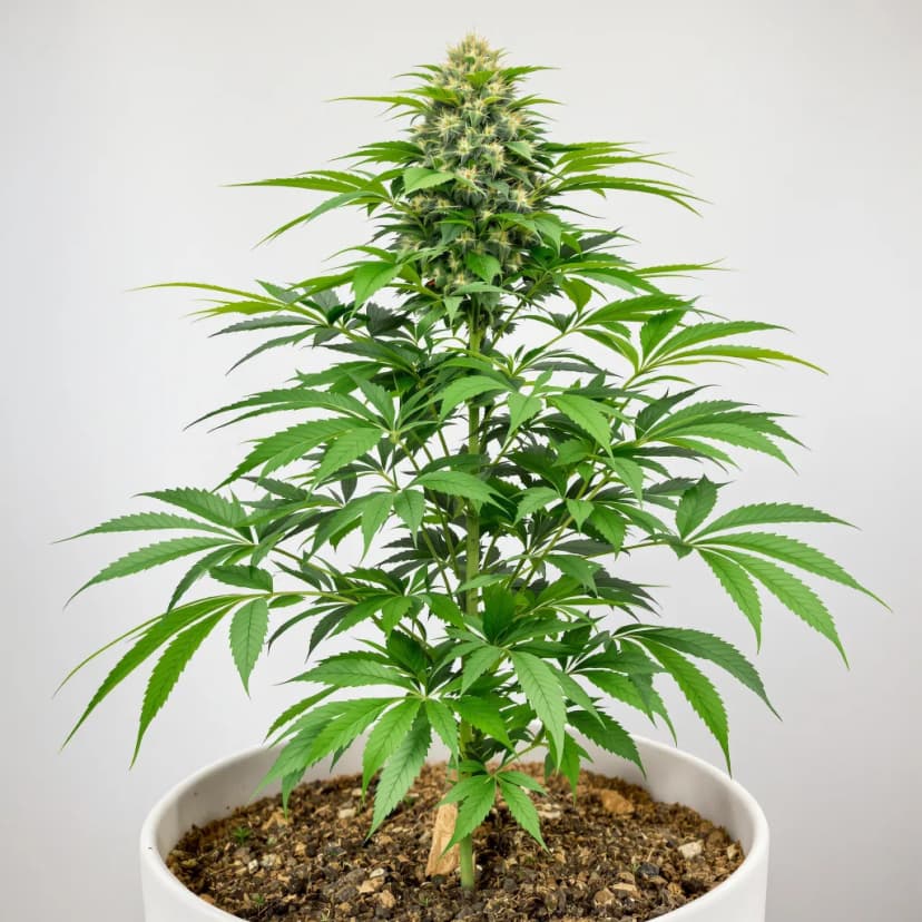 Yumboldt feminized cannabis plant