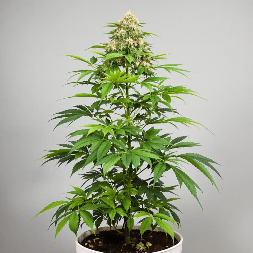 Zashimi feminized cannabis plant