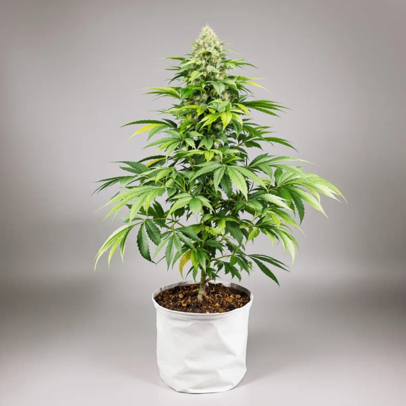 Zebra Cake feminized cannabis plant