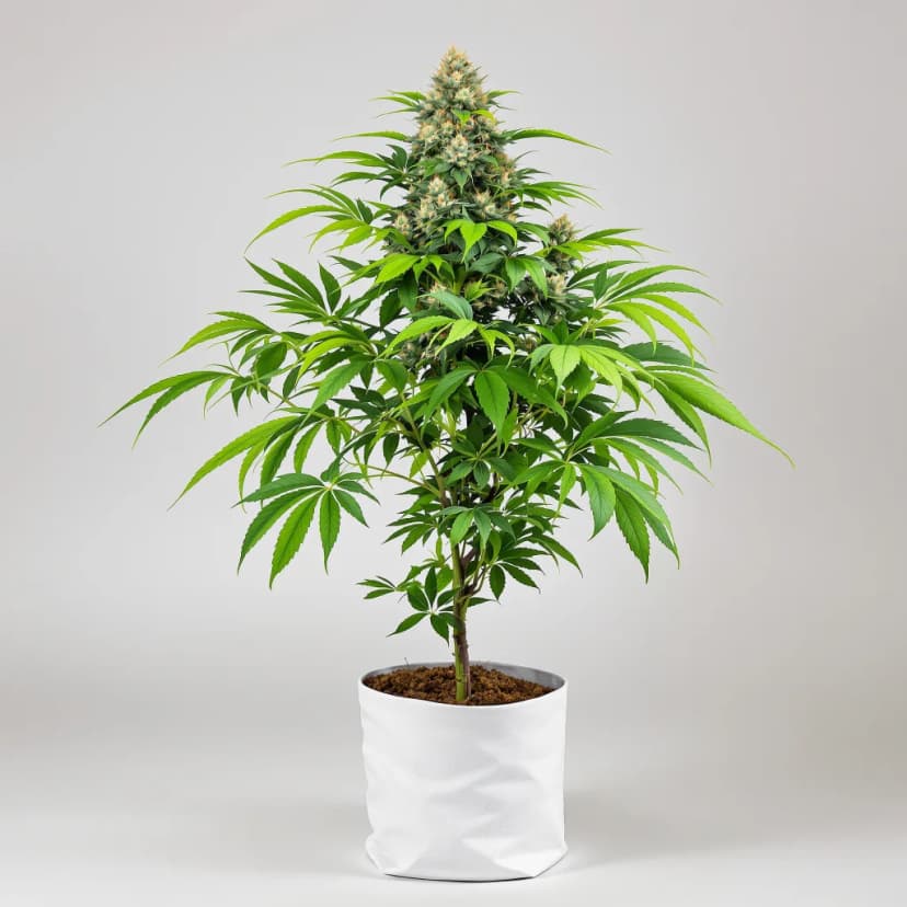 Zen CBD feminized cannabis plant