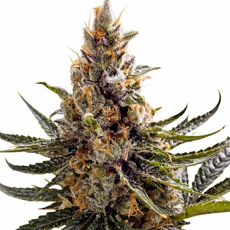 24k Gold Feminized