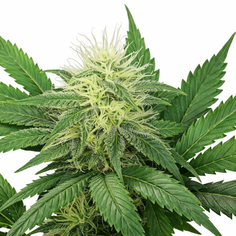 Alaskan Ice Feminized