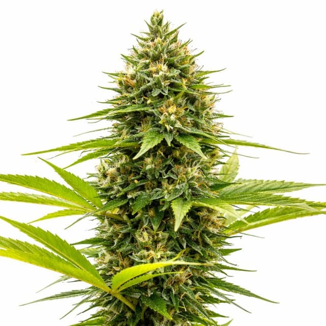 Snoop's Dream cannabis seeds packaging — Royal King Seeds USA