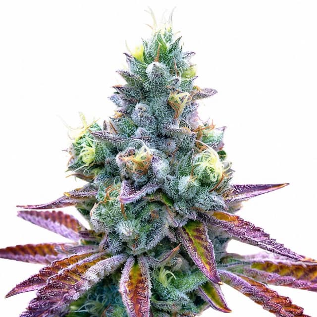 Tigerβs Milk cannabis seeds packaging β Royal King Seeds USA