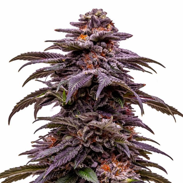 Tropicana Cookies cannabis seeds packaging, Royal King Seeds USA