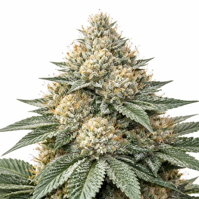 White Widow cannabis seeds packaging — Royal King Seeds USA