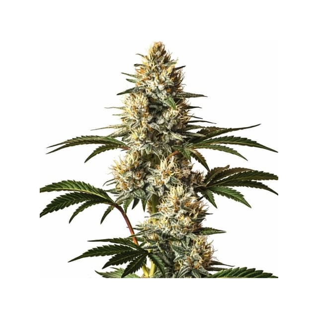 God’s Treat cannabis seeds packaging, Royal King Seeds USA