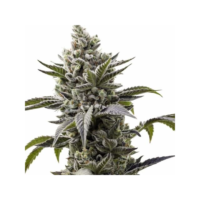 Scott's OG cannabis seeds packaging, Royal King Seeds USA